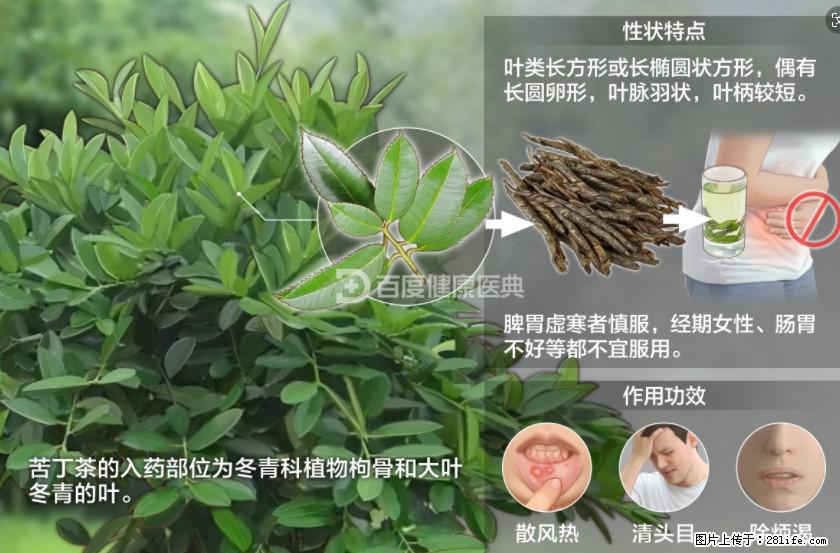 苦丁茶有哪些功效和作用 - 生活百科 - 甘孜生活社区 - 甘孜28生活网 ganzi.28life.com
