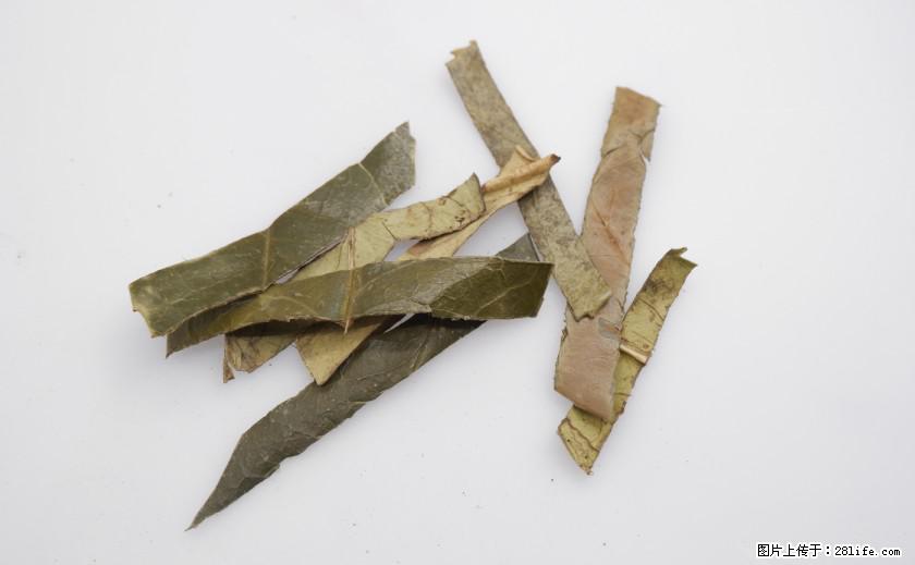 苦丁茶有哪些功效和作用 - 生活百科 - 甘孜生活社区 - 甘孜28生活网 ganzi.28life.com