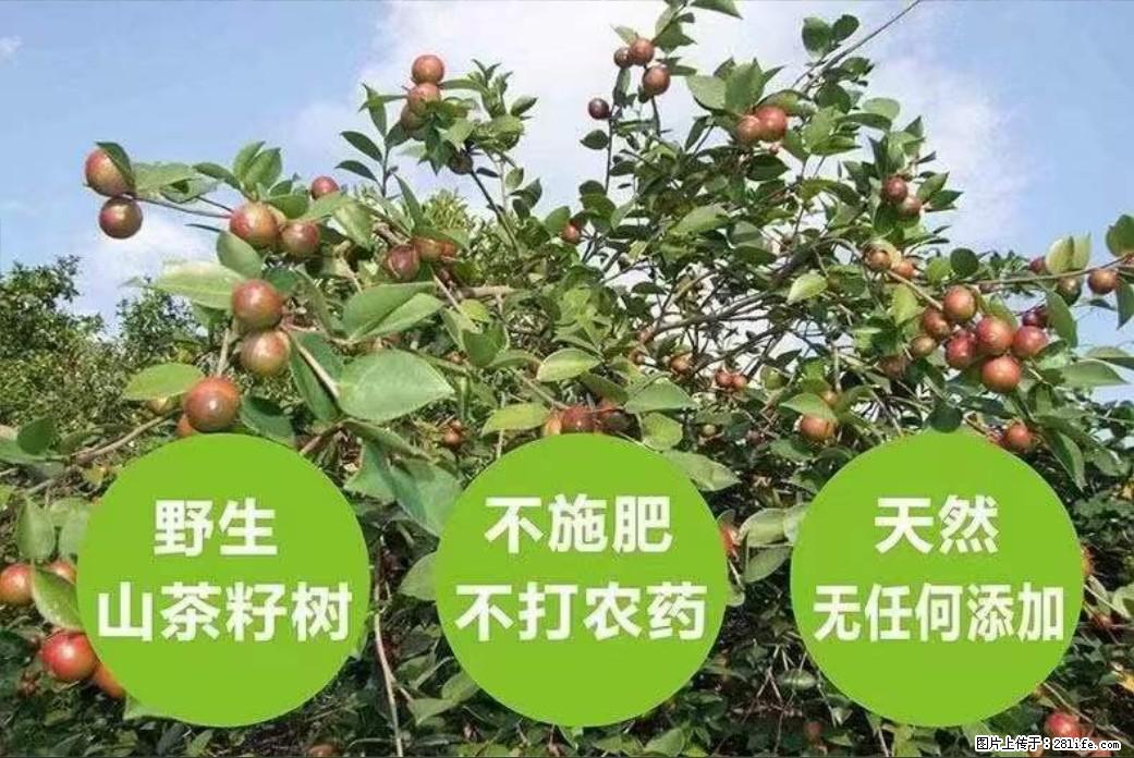 【灌阳县油茶产业示范区】一个有着充实的精神生活的人,对待身外之物自会有一种淡泊的态度 - 土特产 - 饮食特产 - 甘孜分类信息 - 甘孜28生活网 ganzi.28life.com