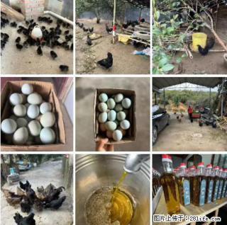 油茶园从小鸡仔开始养起的纯土鸡、土鸡蛋可以预定啦！还有前几天刚榨的纯山茶油哦 - 甘孜28生活网 ganzi.28life.com