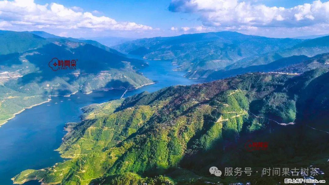 时间果百年古树龙珠普洱生茶 - 购物交流 - 甘孜生活社区 - 甘孜28生活网 ganzi.28life.com