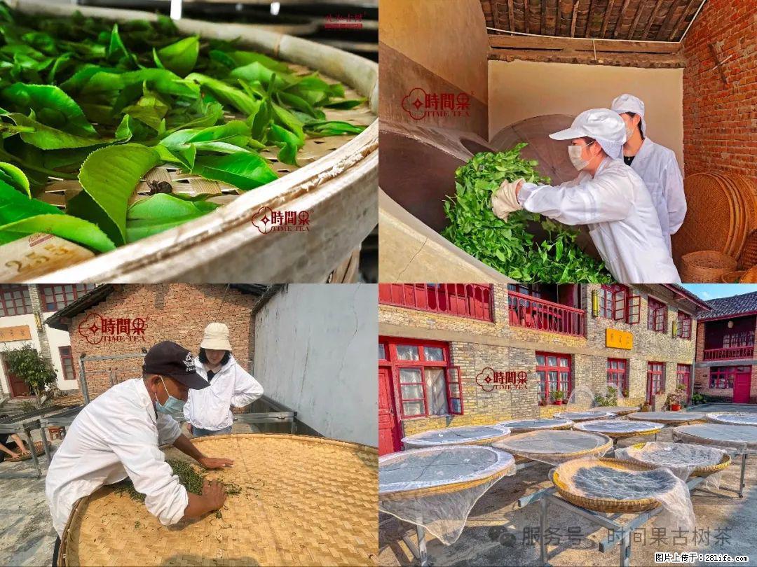 时间果百年古树龙珠普洱生茶 - 购物交流 - 甘孜生活社区 - 甘孜28生活网 ganzi.28life.com