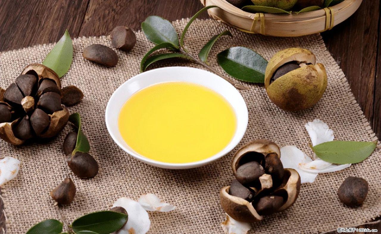 揭秘茶油的5大核心营养成分！被称为人体健康的“守护盾”！ - 甘孜生活资讯 - 甘孜28生活网 ganzi.28life.com