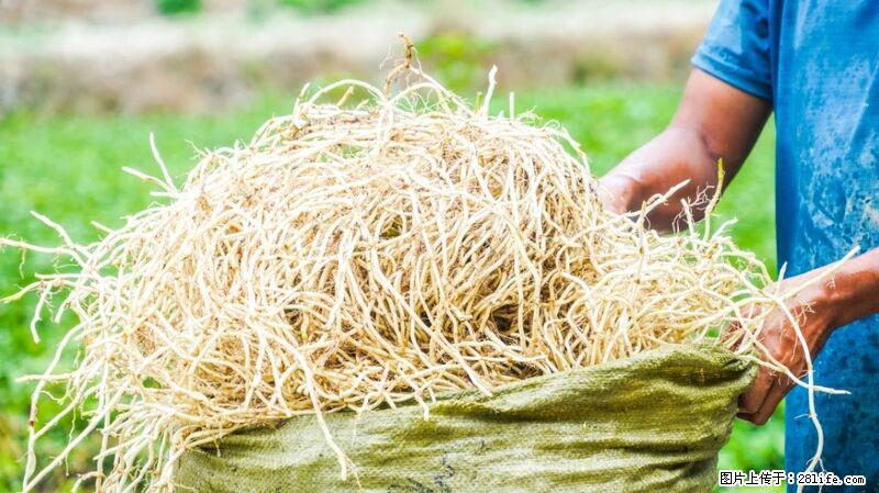 堪称“最难吃”的蔬菜，却是 “抗辐射神器”，还能护肺、清热、止咳化痰！ - 甘孜生活资讯 - 甘孜28生活网 ganzi.28life.com