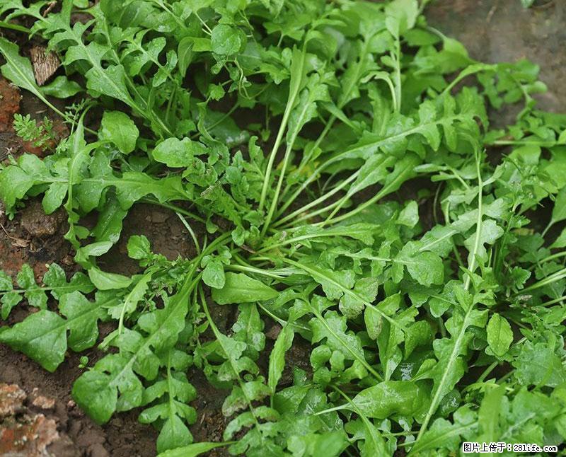 这些蔬菜是“天然钙片”，这6种被医生重点推荐 - 甘孜生活资讯 - 甘孜28生活网 ganzi.28life.com