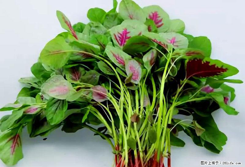 这些蔬菜是“天然钙片”，这6种被医生重点推荐 - 甘孜生活资讯 - 甘孜28生活网 ganzi.28life.com