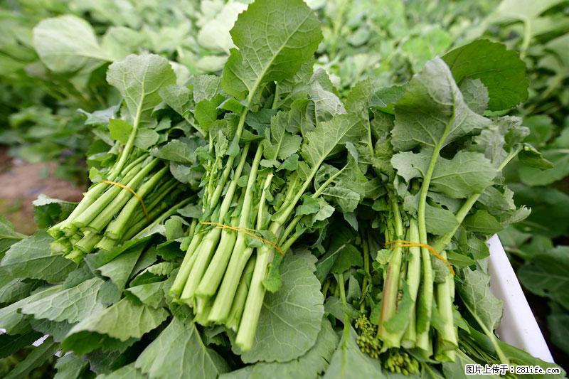 这些蔬菜是“天然钙片”，这6种被医生重点推荐 - 甘孜生活资讯 - 甘孜28生活网 ganzi.28life.com